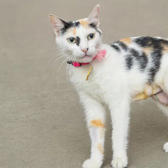 Foxy - Domestic Short Hair
