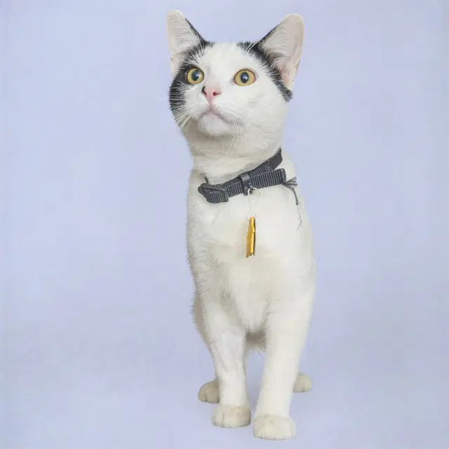 Mothman - Domestic Short Hair