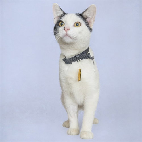 MOTHMAN, a cat for adoption from Humane Society of Missouri