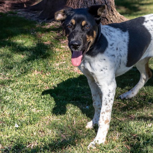 BLOSSOM, a dog for adoption from Humane Society of Missouri