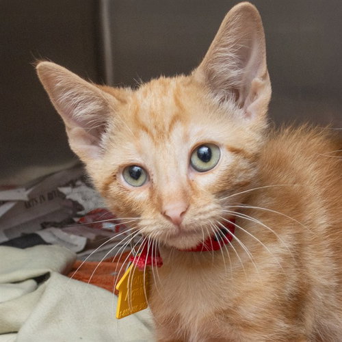 FAZBEAR, a cat for adoption from Humane Society of Missouri