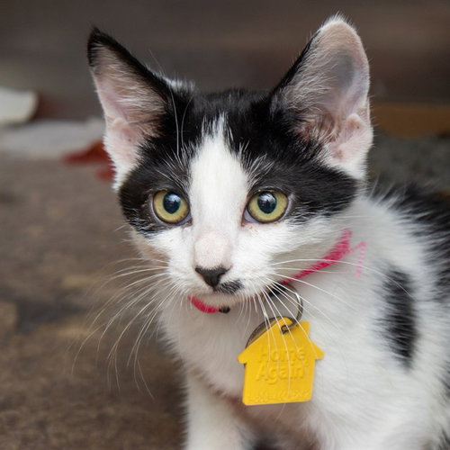 BONNIE, a cat for adoption from Humane Society of Missouri