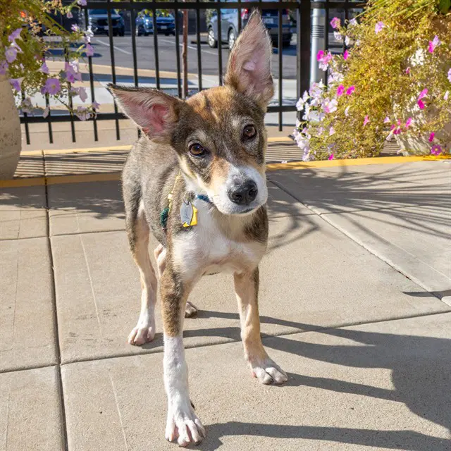 Bruce - Australian Cattle Dog/Blue Heeler