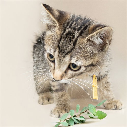 BMO, a cat for adoption from Humane Society of Missouri