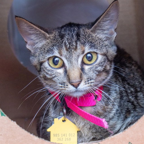 BIRDY, a cat for adoption from Humane Society of Missouri