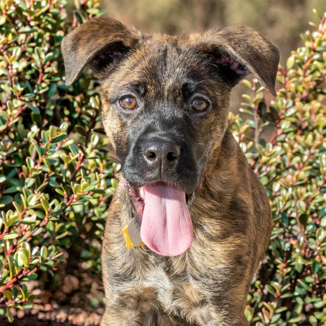 Rudi