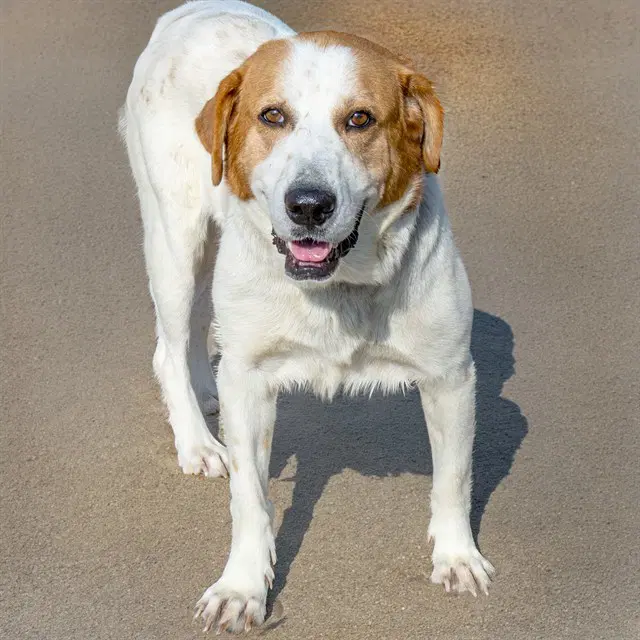 Discovery - Great Pyrenees