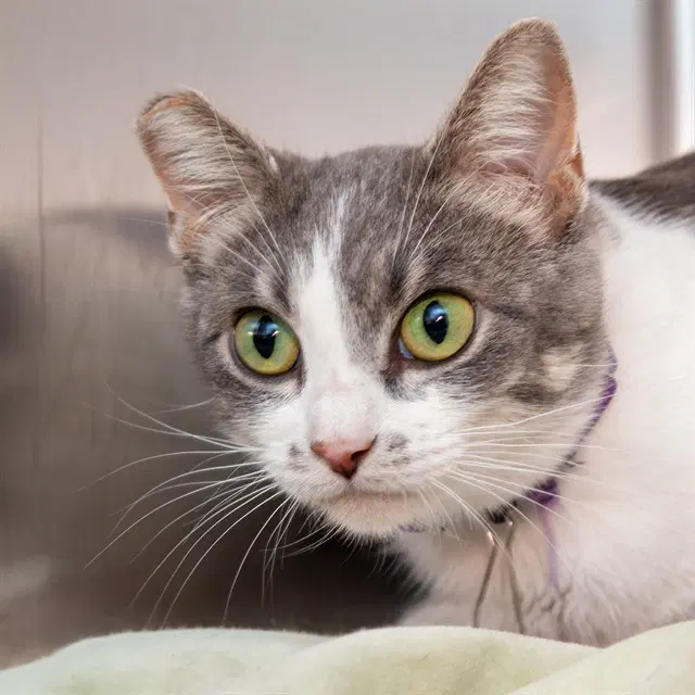 Pheobe - Domestic Short Hair