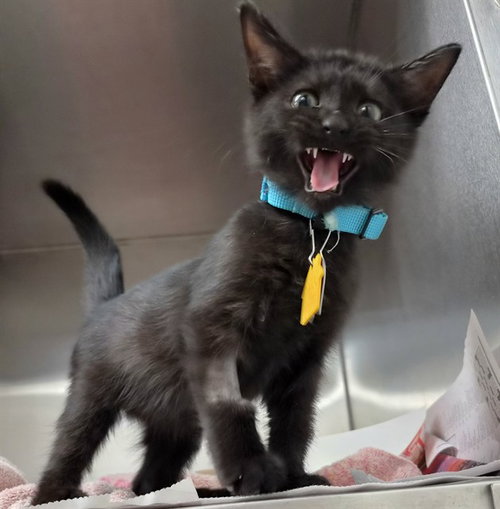 PEPPER, a cat for adoption from Humane Society of Missouri