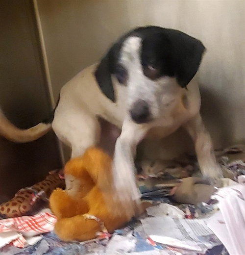 SNOW WHITE, a dog for adoption from Humane Society of Missouri