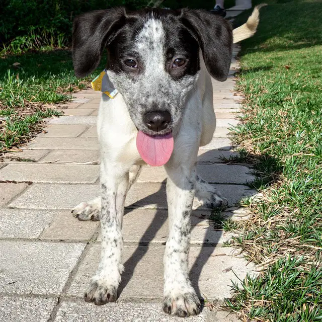 Snow White - Basset Hound
