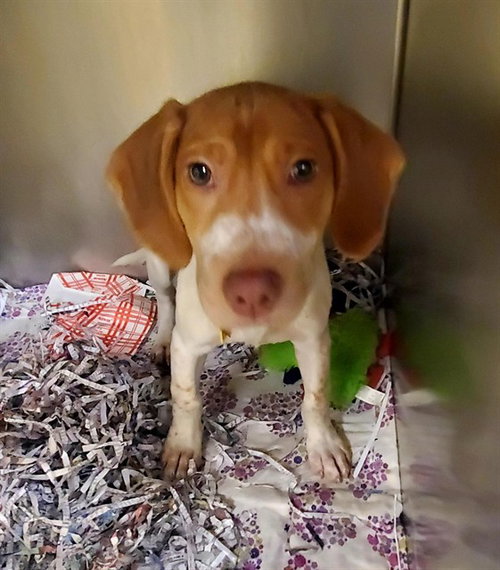 HUNTSMAN, a dog for adoption from Humane Society of Missouri