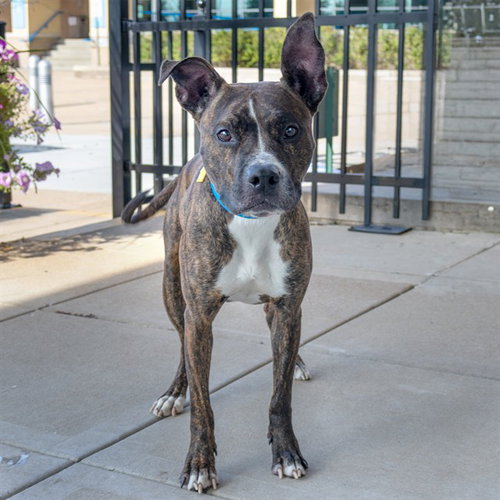 DUMPLING, a dog for adoption from Humane Society of Missouri