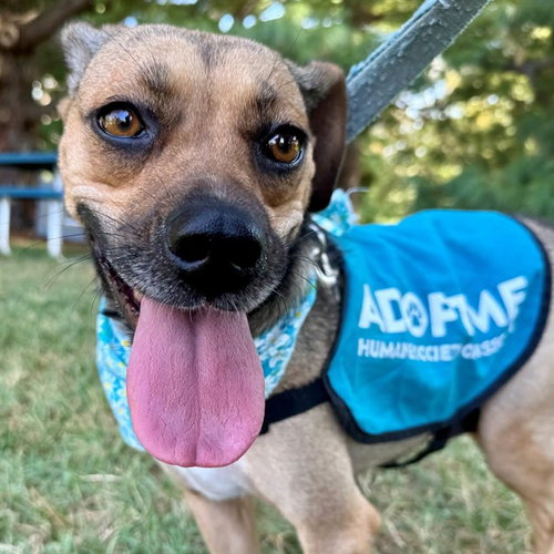 HARPER, a dog for adoption from Humane Society of Missouri