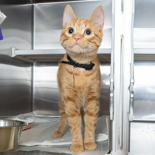 Cheddar - Domestic Short Hair