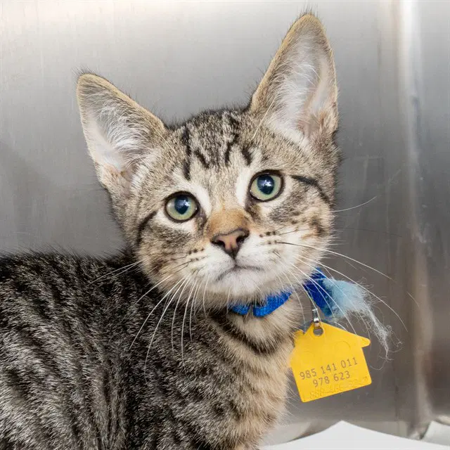 Sycamore - Domestic Short Hair