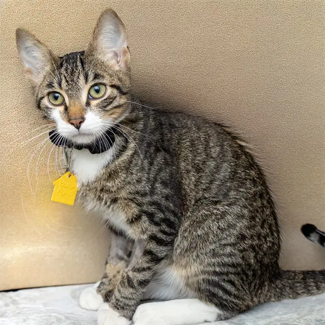 Beedle - Domestic Short Hair