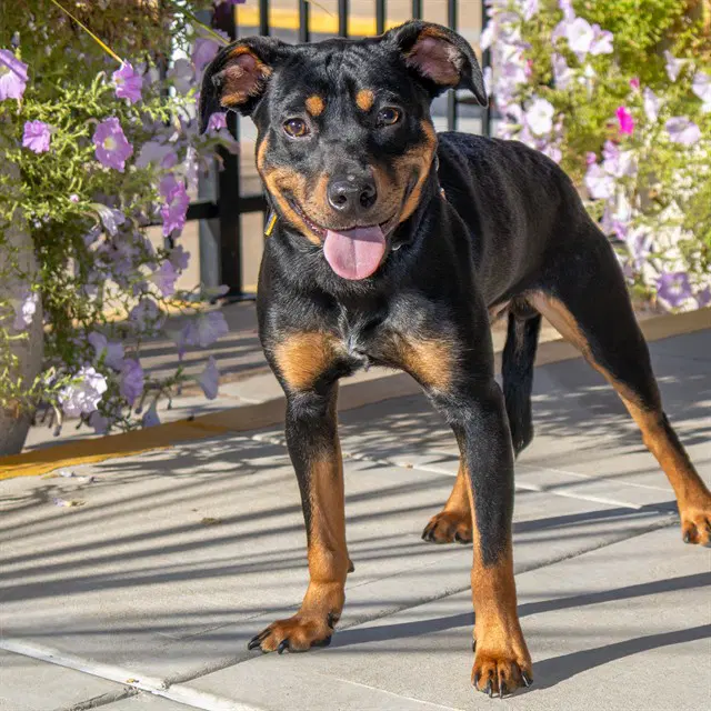 Kraken - Rottweiler