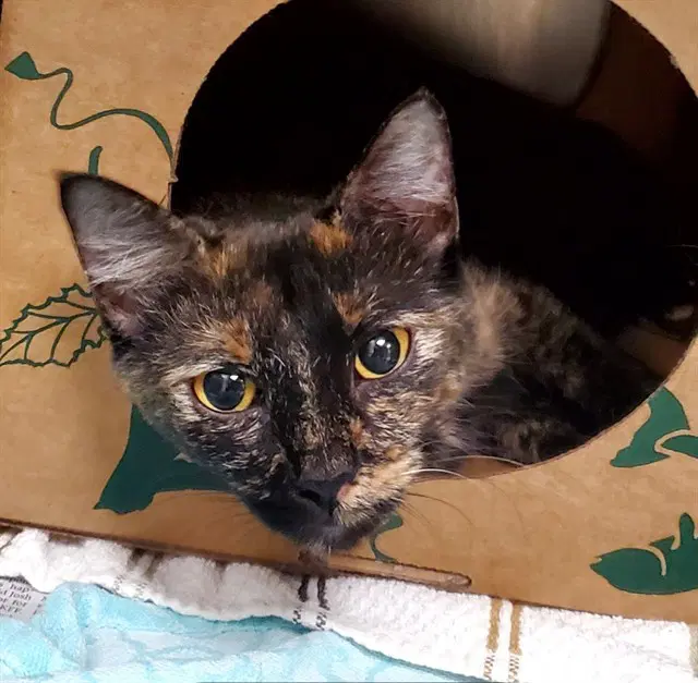 Boo - Domestic Short Hair