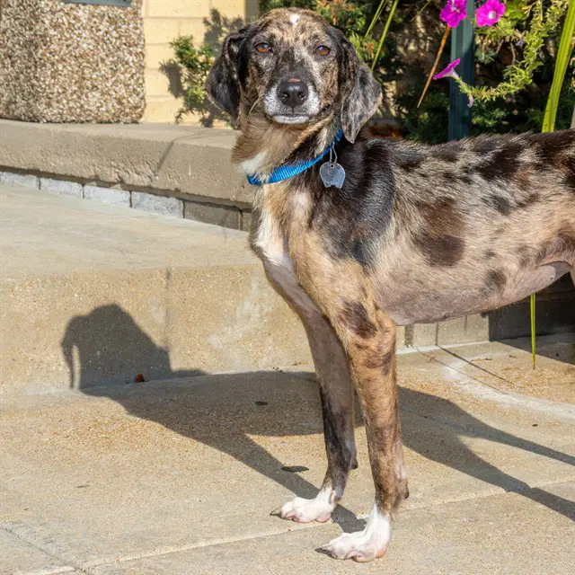Babs - Australian Cattle Dog/Blue Heeler