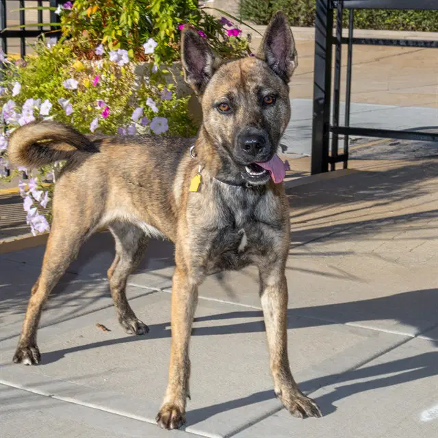 Zelda - Belgian Shepherd Malinois