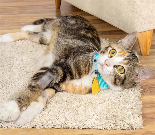 Leora - Domestic Short Hair