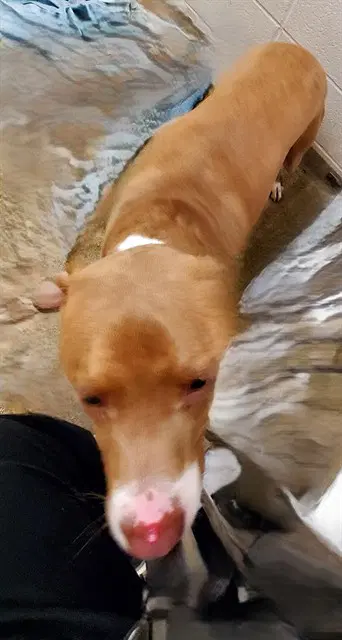 Brysen - Pit Bull Terrier