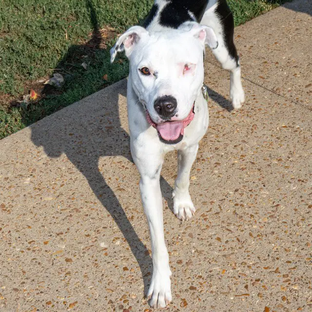 Nymeria - Pointer