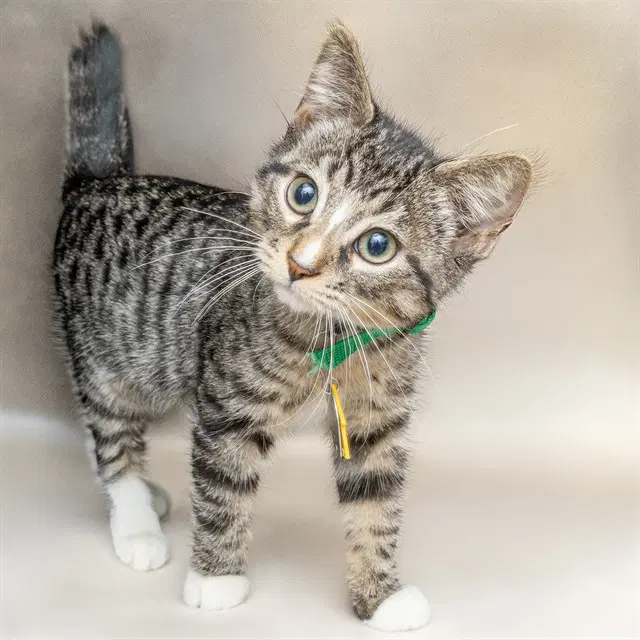 Crab Apple - Domestic Short Hair