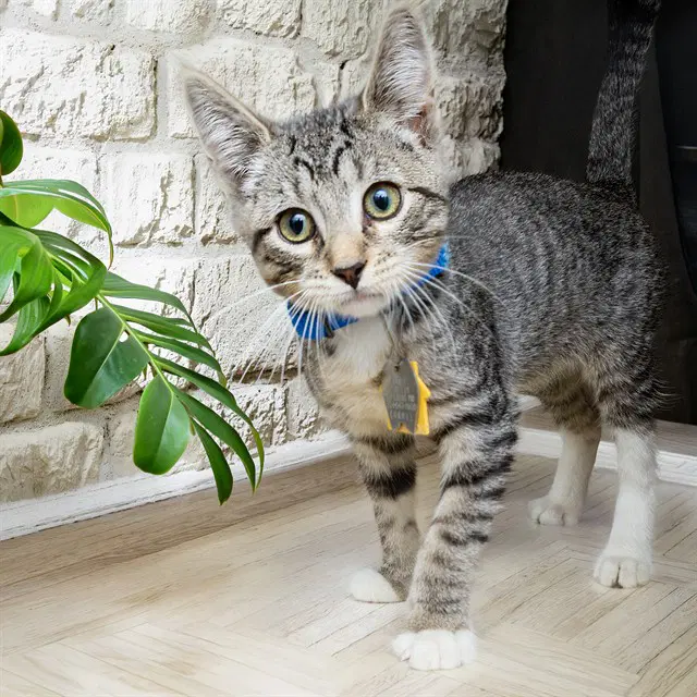 Uno - Domestic Short Hair