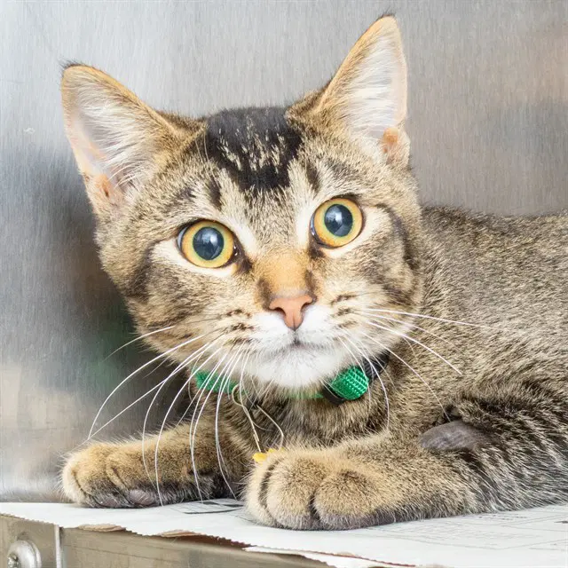 Riley - Domestic Short Hair