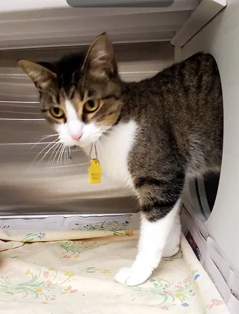 Jade - Domestic Short Hair