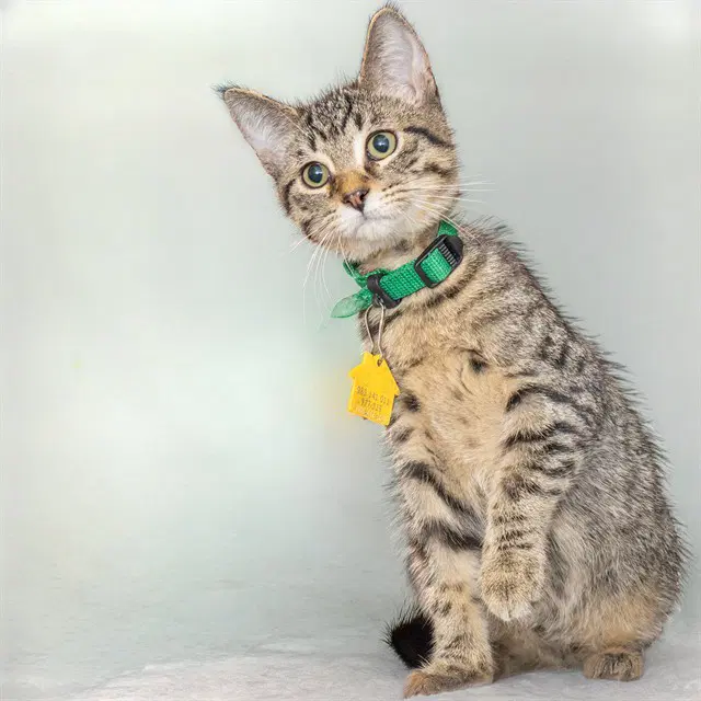 Beech - Domestic Short Hair