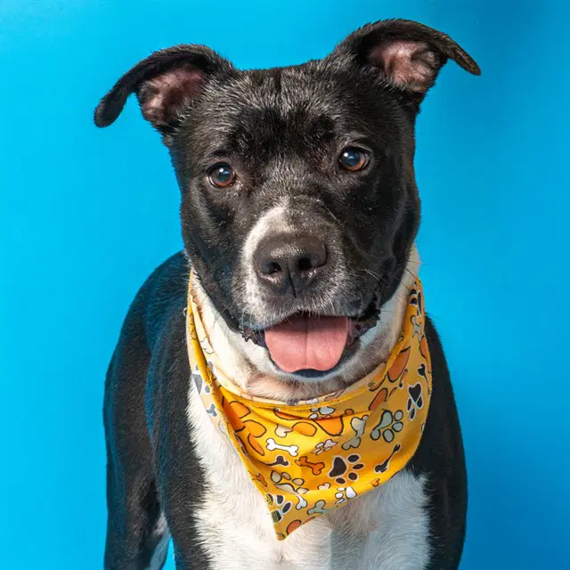 Binky - Pit Bull Terrier