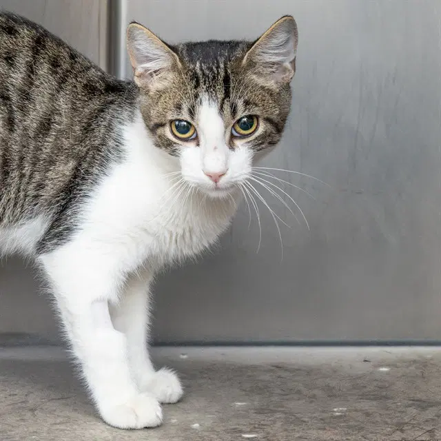 Hickory - Domestic Short Hair