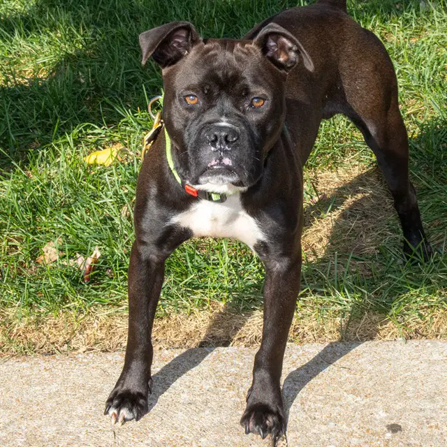 Mateo - Pit Bull Terrier