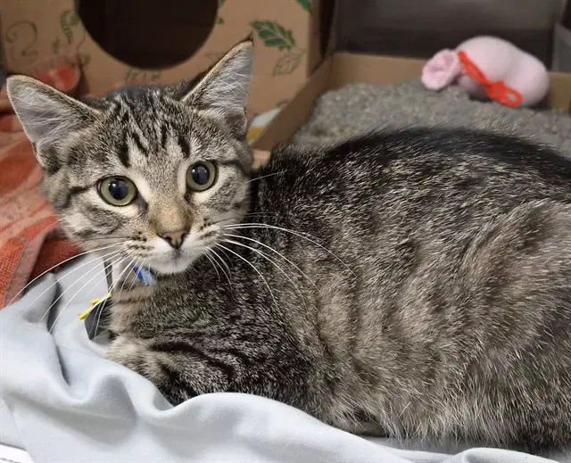 Prickly Pear - Domestic Short Hair