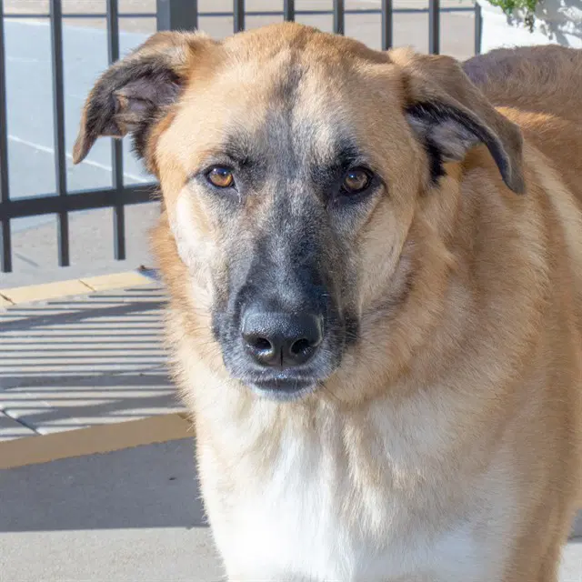 Tank - Anatolian Shepherd