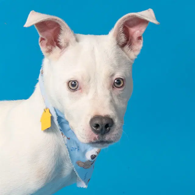 Magnolia - Pit Bull Terrier