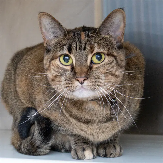 Birdi - Domestic Short Hair