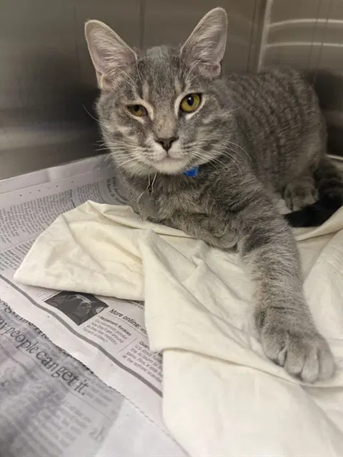 Kash - Domestic Short Hair