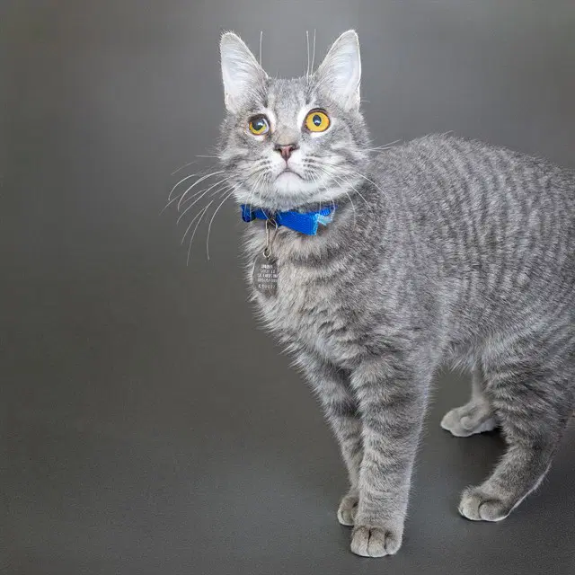 Kash - Domestic Short Hair