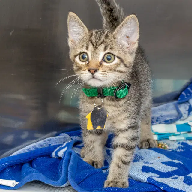 Dickory - Domestic Short Hair