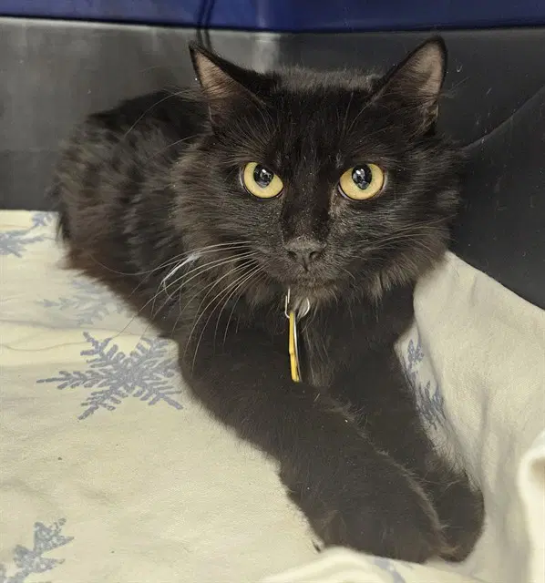 Candy Land - Domestic Medium Hair