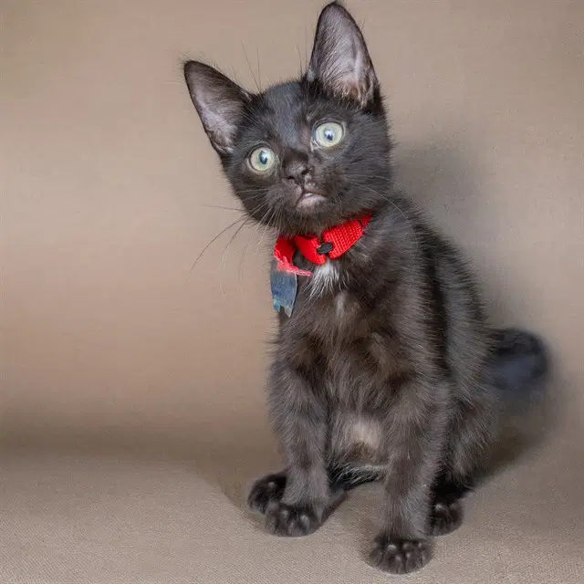 Mac - Domestic Short Hair