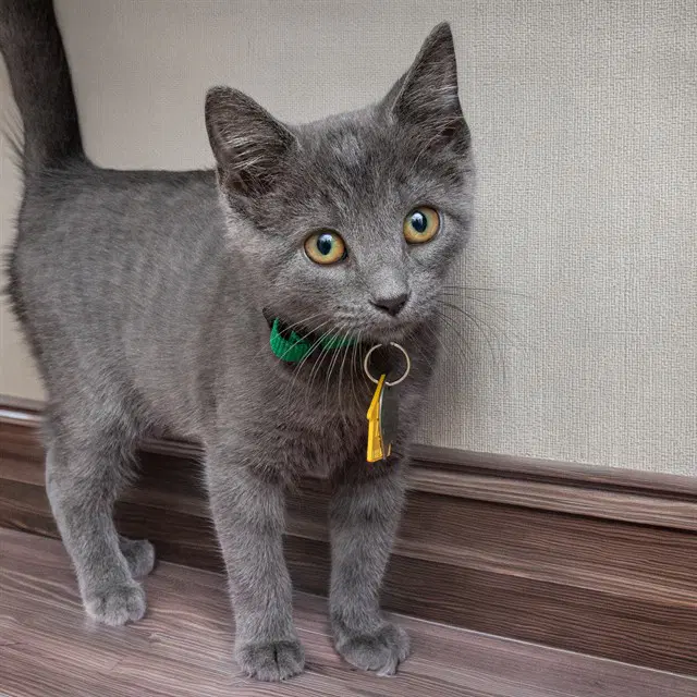 Wednesday - Domestic Short Hair