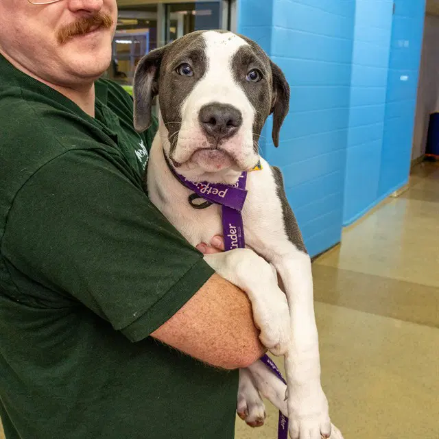 Baby - Pit Bull Terrier