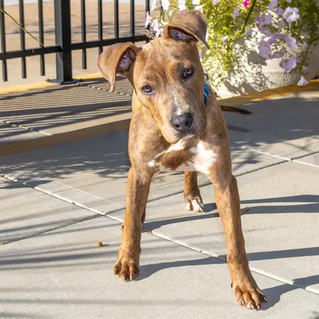 Ouija - Pit Bull Terrier