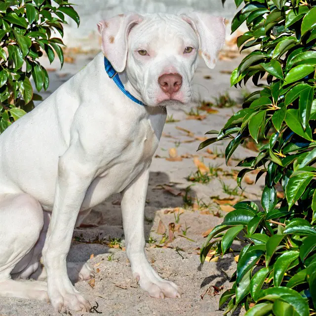 Boo Dini - Pit Bull Terrier