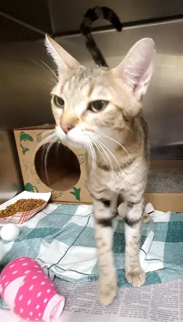 Linda Blair - Domestic Short Hair